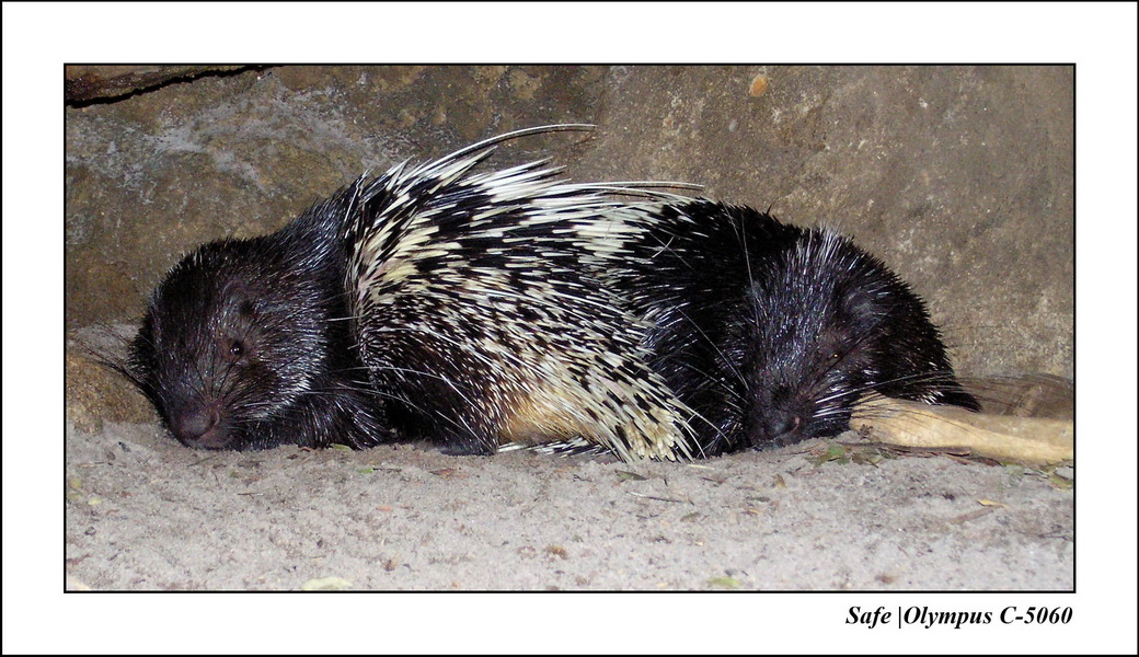 2005 - 06 - Zoo 094.JPG
